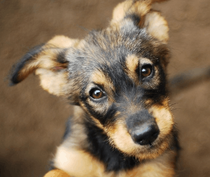 Perrito esperando un hogar